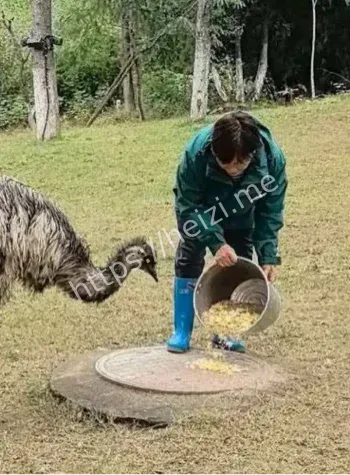 鸵鸟好奇心行为学